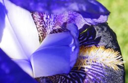 11-24 - black wings 1930